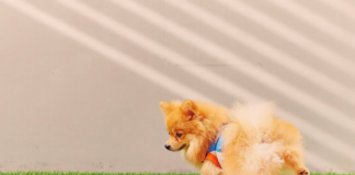 意外に多い?犬のオシッコトラブル 犬まとめ,犬,おしっこ