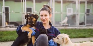 保護犬団体ってどんなところ? 犬まとめ,犬,保護犬団体,里親