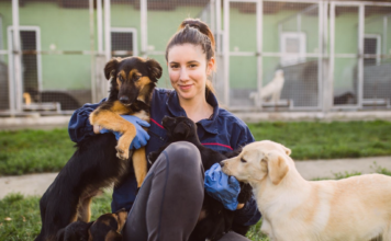 保護犬団体ってどんなところ? 犬まとめ,犬,保護犬団体,里親