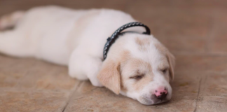 その床、滑りませんか?おススメ床対策! 犬まとめ,犬,床,おすすめ