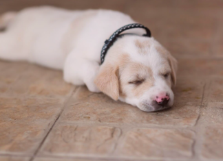 その床、滑りませんか?おススメ床対策! 犬まとめ,犬,床,おすすめ