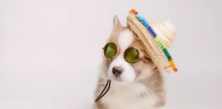 備えて安心!初夏のお散歩注意点 犬まとめ犬暑さ注意