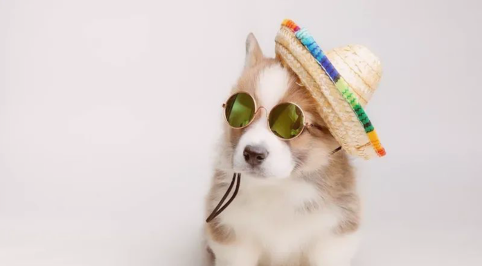 備えて安心!初夏のお散歩注意点 犬まとめ犬暑さ注意