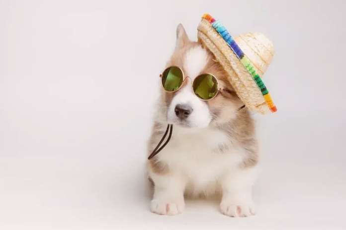 備えて安心!初夏のお散歩注意点 犬まとめ犬暑さ注意