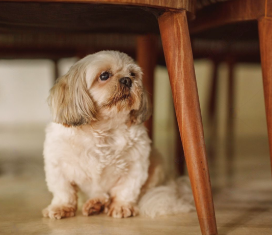 どんな時も一緒!愛犬と災害に備えよう 犬まとめ,犬,災害,避難