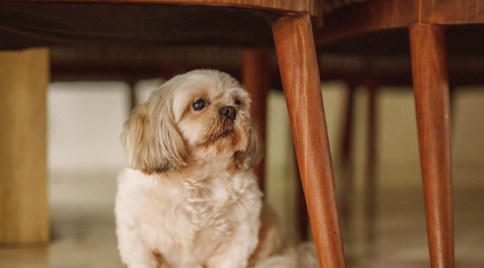 どんな時も一緒!愛犬と災害に備えよう 犬まとめ,犬,災害,避難