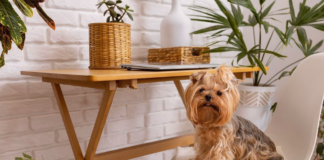 ドッグフレンドリーな観葉植物 犬まとめ,犬,観葉植物