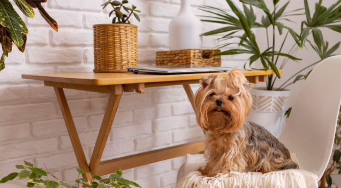 ドッグフレンドリーな観葉植物 犬まとめ,犬,観葉植物