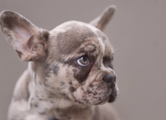 犬の遺伝子と遺伝子検査 犬まとめ,犬,遺伝子検査