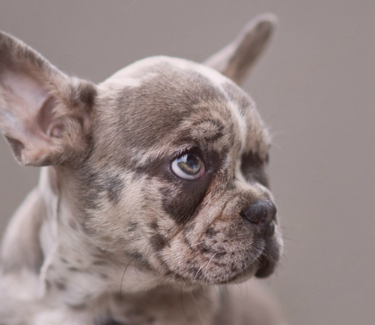 犬の遺伝子と遺伝子検査 犬まとめ,犬,遺伝子検査