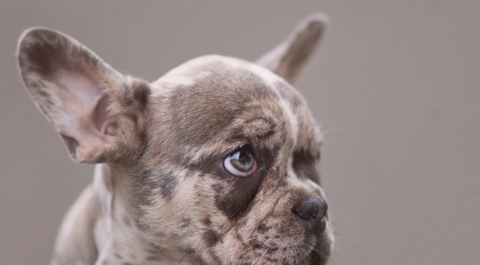 犬の遺伝子と遺伝子検査 犬まとめ,犬,遺伝子検査