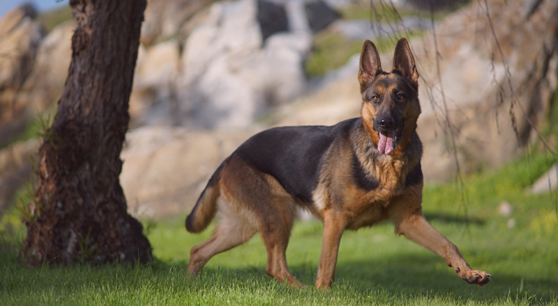 見習いたい 動物愛護先進国 ドイツ編 犬まとめ Com