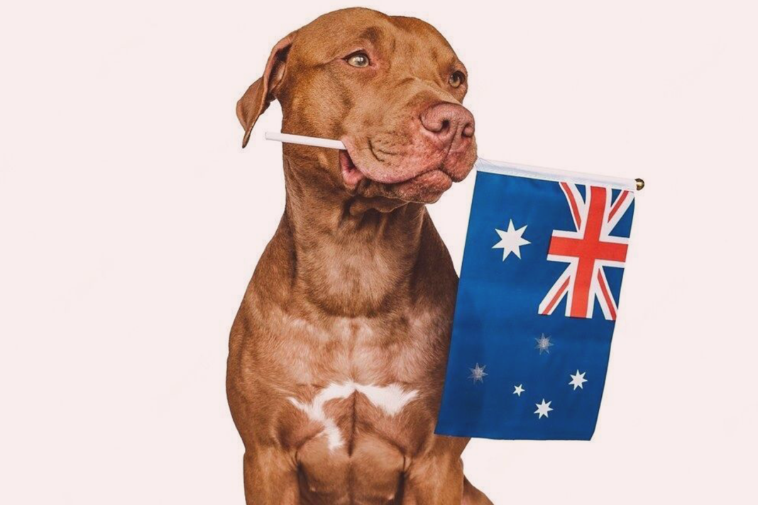犬まとめ,オーストラリア,動物愛護先進国