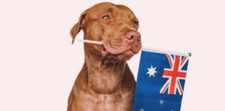 見習いたい!動物愛護先進国~オーストラリア編~ 犬まとめ,オーストラリア,動物愛護先進国