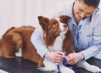 うちの子もなれる?!供血犬レポート! 犬まとめ犬供血犬献血