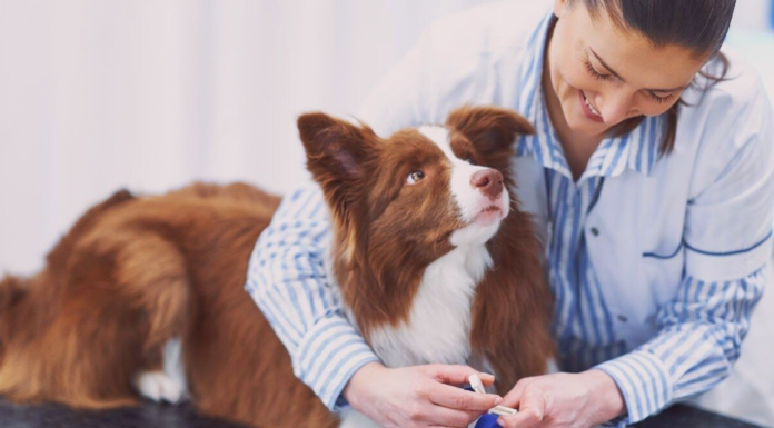 うちの子もなれる?!供血犬レポート! 犬まとめ犬供血犬献血