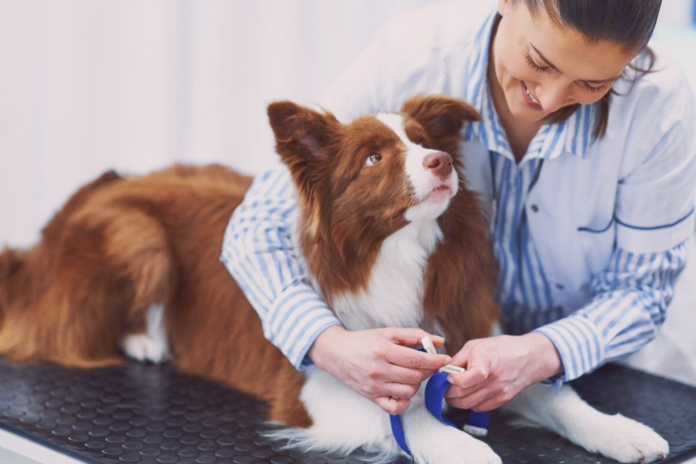 うちの子もなれる?!供血犬レポート! 犬まとめ犬供血犬献血