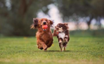 迎えたのは犬に慣れていないシニア犬!?~犬とのご挨拶編~ 犬まとめ,犬,犬友,犬見知り