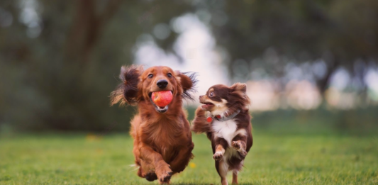 迎えたのは犬に慣れていないシニア犬!?~犬とのご挨拶編~ 犬まとめ,犬,犬友,犬見知り