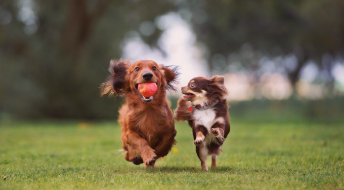 迎えたのは犬に慣れていないシニア犬!?~犬とのご挨拶編~ 犬まとめ,犬,犬友,犬見知り