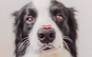 人生はじめての犬の鼻血① 〜出血編〜 犬まとめ,犬,鼻血,出血,