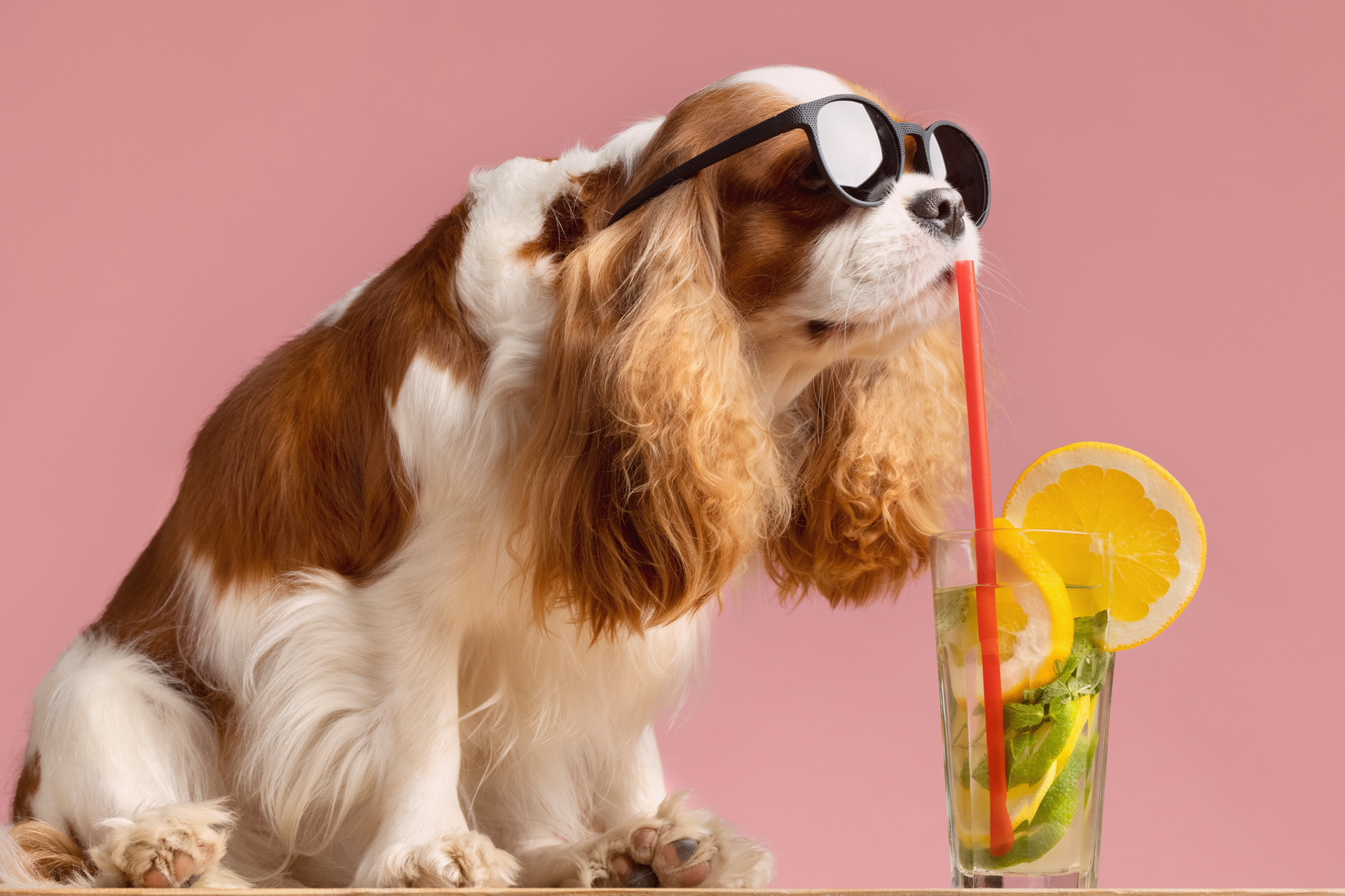 知ってるつもり 犬と水分補給 犬まとめ Com