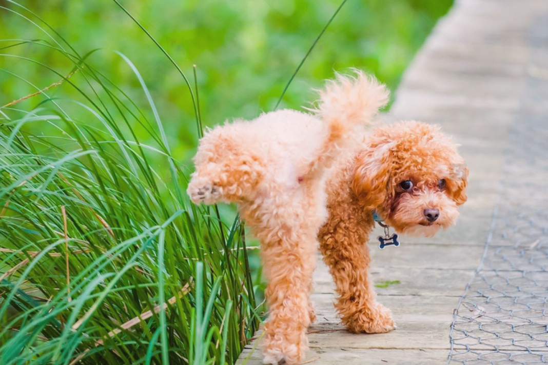 犬まとめ,犬,おしっこ,マナーボトル,