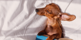 分からなくても楽しい!犬関連の海外本・写真集 犬まとめ,犬,本,海外,