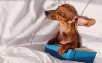 分からなくても楽しい!犬関連の海外本・写真集 犬まとめ,犬,本,海外,