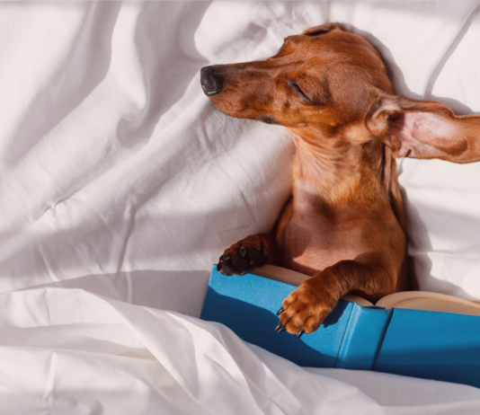 分からなくても楽しい!犬関連の海外本・写真集 犬まとめ,犬,本,海外,