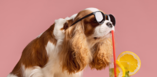 知ってるつもり?!犬と水分補給 犬まとめ,犬,水分補給,脱水症状,