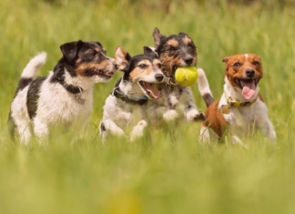 犬に友達って必要なの?? 犬まとめ,犬,犬友,犬の友達