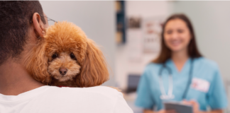 犬の避妊去勢手術について