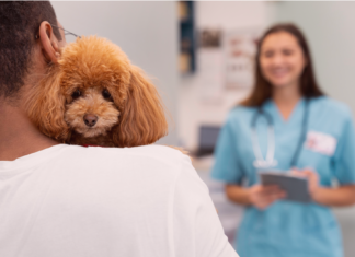 犬の避妊去勢手術について