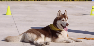 犬のしつけ教室体験行ってみた! 犬まとめ,犬,しつけ教室,躾,