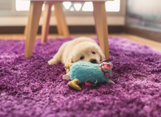 タイプ別!我が犬たちのオモチャ遍歴 犬まとめ,犬,オモチャ,トイ