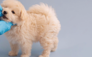 フィラリア症ってどんな病気? 犬まとめ,犬,フィラリア,フィラリア症,予防