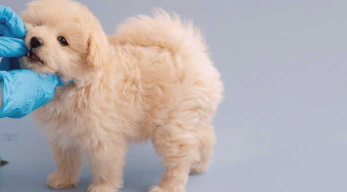 フィラリア症ってどんな病気? 犬まとめ,犬,フィラリア,フィラリア症,予防