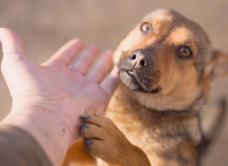 気軽に出来る保護活動のお手伝い 犬まとめ,犬,保護活動,手軽,気軽,