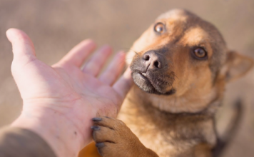 気軽に出来る保護活動のお手伝い 犬まとめ,犬,保護活動,手軽,気軽,