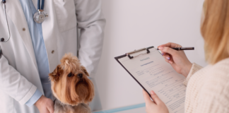 タイプ別動物病院の体験比較 犬まとめ,犬,動物病院,比較