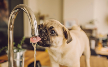 最も身近な水と犬のおはなし 犬まとめ,犬,水