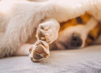 犬の爪の役割とお手入れについて