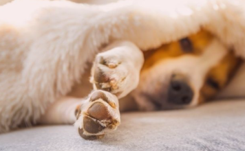 犬の爪の役割とお手入れについて