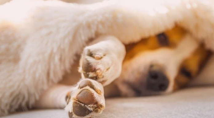 犬の爪の役割とお手入れについて