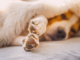 犬の爪の役割とお手入れについて