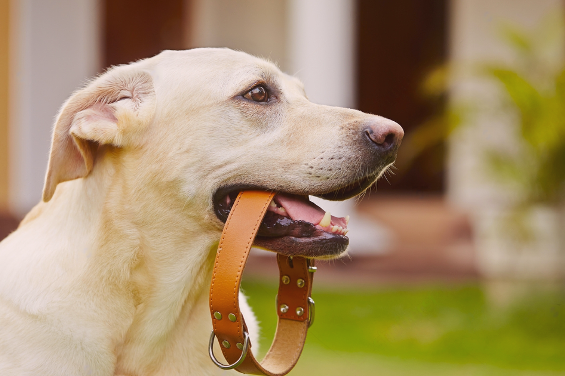犬用チョーカーdiyで手作りしてみた 犬まとめ Com