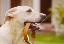 犬用チョーカーDIYで手作りしてみた! 犬まとめ,チョーカー,首輪,迷子札,手作り,DIY