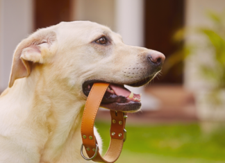 犬用チョーカーDIYで手作りしてみた! 犬まとめ,チョーカー,首輪,迷子札,手作り,DIY