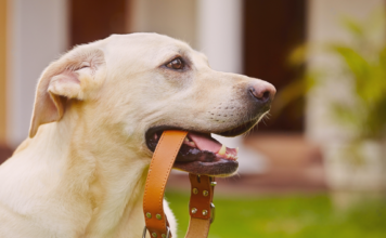 犬用チョーカーDIYで手作りしてみた! 犬まとめ,チョーカー,首輪,迷子札,手作り,DIY